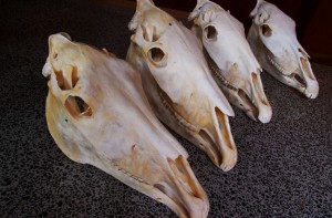 Clean Horse Skulls